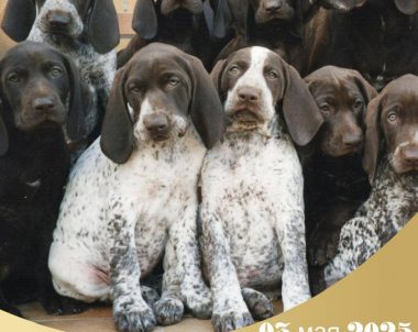 Московская выводка курцхааров 2025 года ИТС «Каданок»