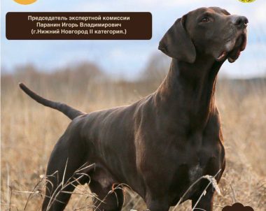 «МОСКОВСКИЕ ОБЛАСТНЫЕ ОТКРЫТЫЕ СОСТЯЗАНИЯ КУРЦХААРОВ ПО БОЛОТНОЙ И ПОЛЕВОЙ ДИЧИ «Памяти Ерихова Ю.Н.» 2025 года ИТС «Каданок»